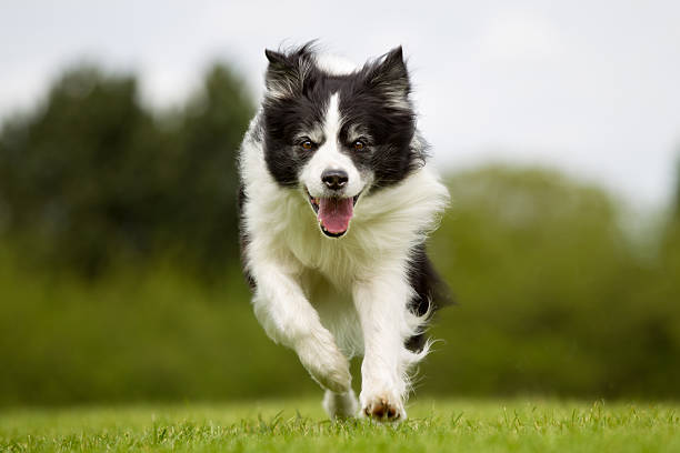 istock Happy and smiling Border Collie  dog running 596385712