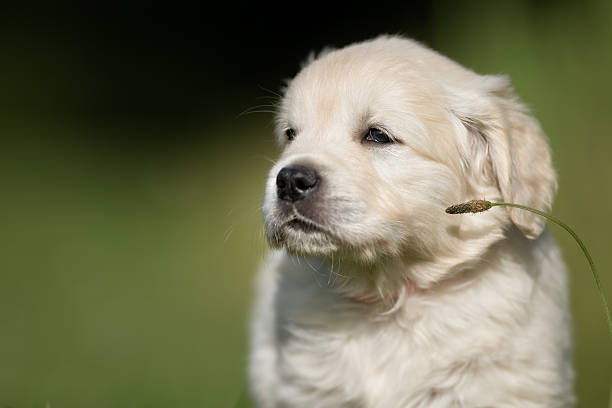 istock Young golden retriever puppy 596385734