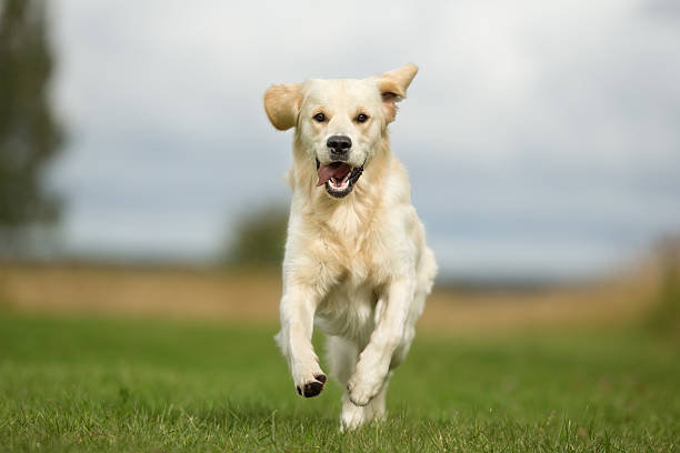 istock Happy Running White Golden Retriever Dog 596385980
