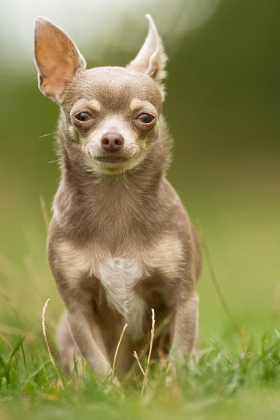istock Chihuahua Dog Outdoors 596386050
