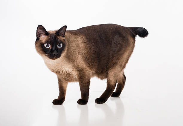 istock Siamese Cat stand on white desk. White background 596386132