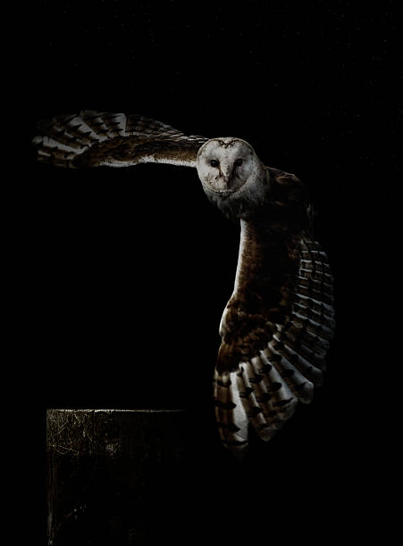 가면올빼미  - barn owl 뉴스 사진 이미지