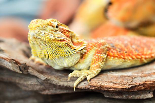 istock Iguana with spiky skin 596386724