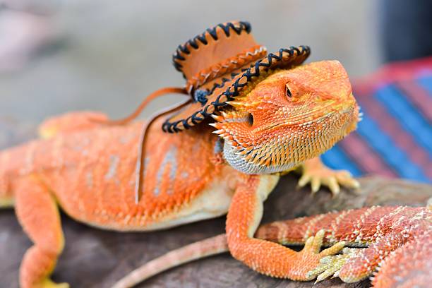istock Iguana with spiky skin 596386738