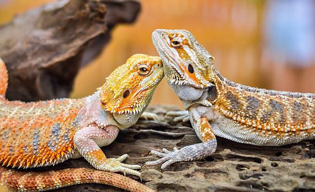 istock Iguana with spiky skin 596386916