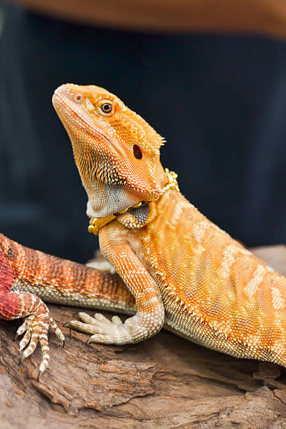 istock Iguana with spiky skin 596386936