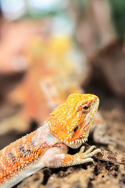 istock Iguana with spiky skin 596386956