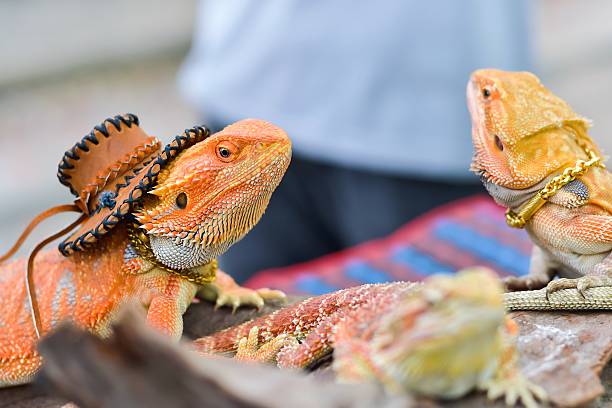 istock Iguana with spiky skin 596387390