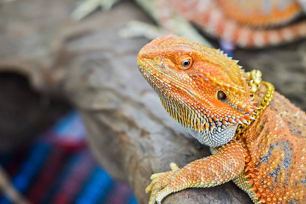 istock Iguana with spiky skin 596387502