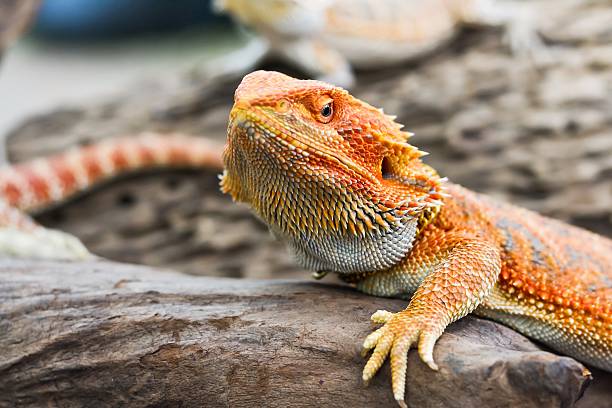 istock Iguana with spiky skin 596387550