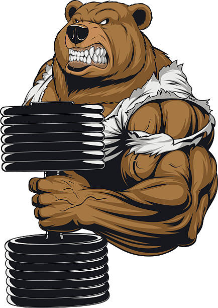 .Ferocious Bear athlete Vector illustration, a ferocious bear the athlete performs the exercise for biceps with dumbbells. animal macho stock illustrations