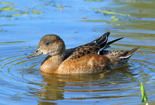 Anas penelope. A wild duck wigeon the summer in Siberia