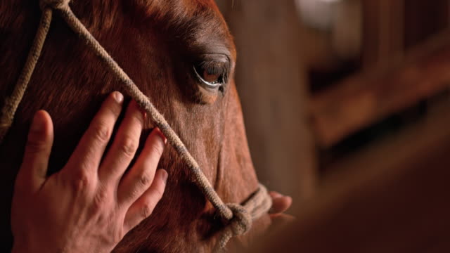 SLO MO Male hand stroking horse's cheeks