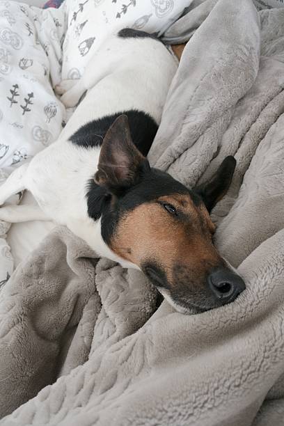 istock Sleepy dog in bed 596767724