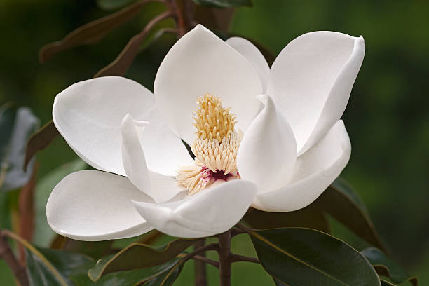 istock Southern magnolia flower 596767988