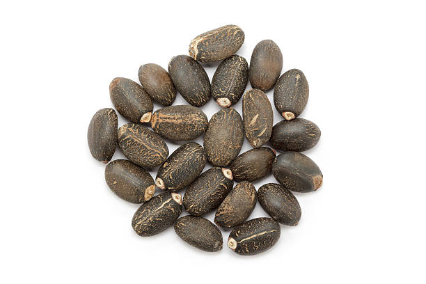 istock Organic Barbados nut (Jatropha curcas) seeds. 596769600