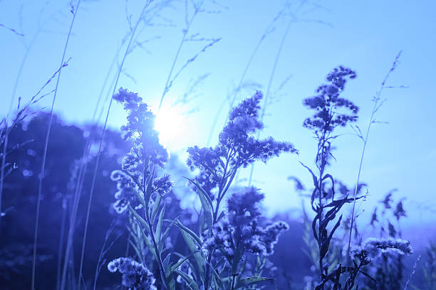 istock Abstract Grass flower in autumn 596769634