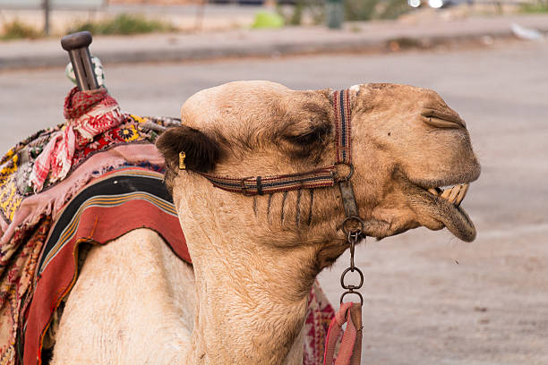istock Camel head shot in Izrael 596769876