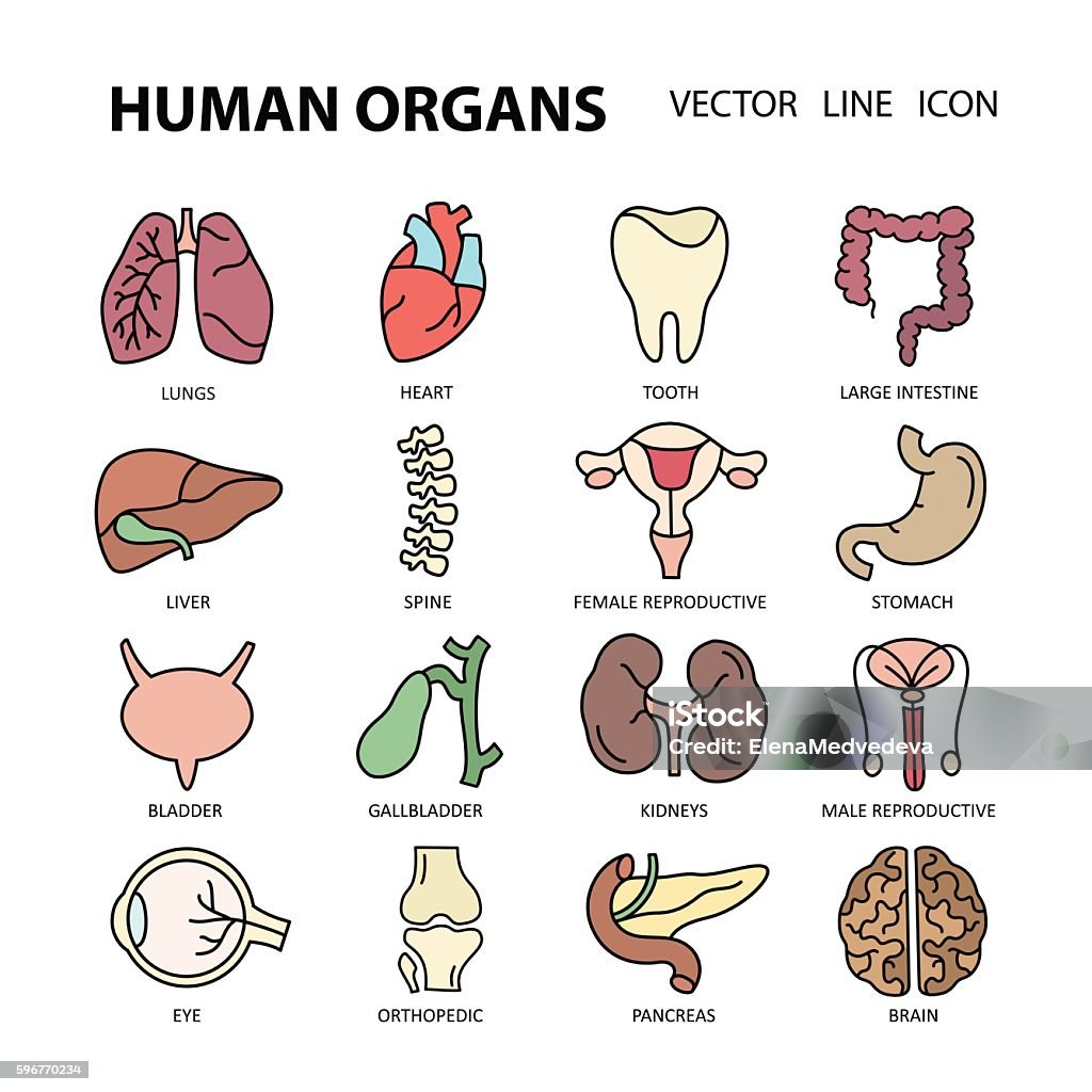 Moderne Farbsymbole auf einem Thema Medizin menschliche innere Organe. - Lizenzfrei Anatomie Vektorgrafik