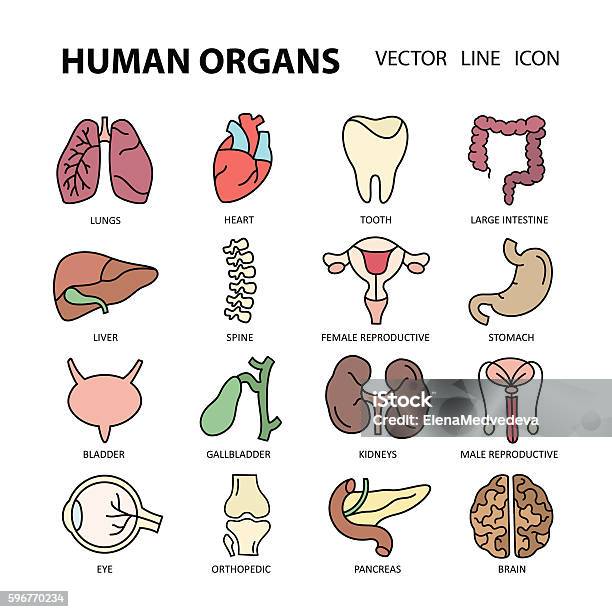 Moderne Farbsymbole Auf Einem Thema Medizin Menschliche Innere Organe Stock Vektor Art und mehr Bilder von Anatomie