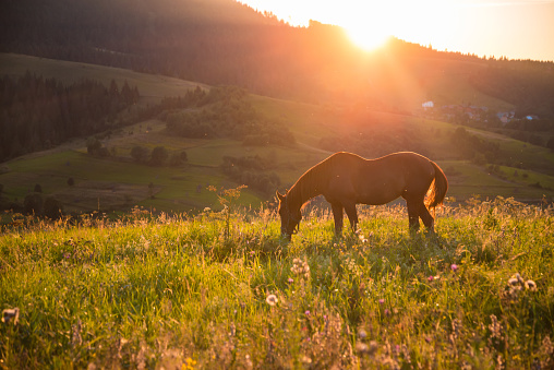 horse is eating in front of sunset  