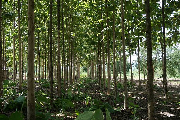istock green of teak plantation 596770772