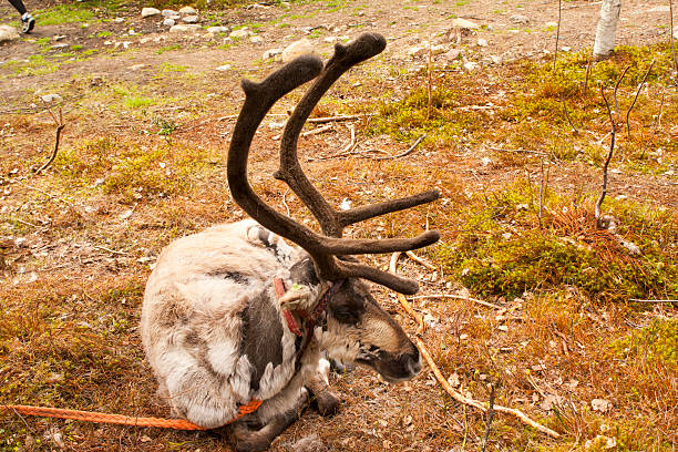 istock Reindeer in Lapland, Finland 596771690