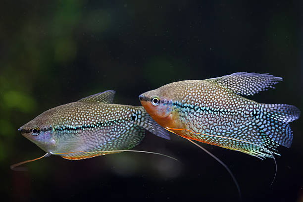 pearl gourami (trichopodus leerii) - freshwater pearl imagens e fotografias de stock