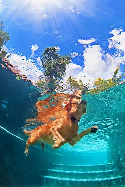 Photo of Golden labrador retriever puppy in swimming pool. Underwater funny photo