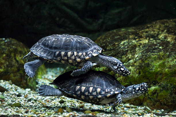 tortue noire des étangs (geoclemys hamiltonii) - turtle photos et images de collection