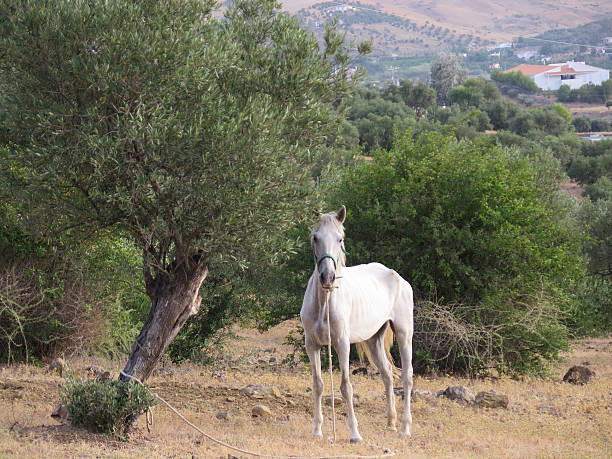 istock undernourished horse in olive grove 596773124