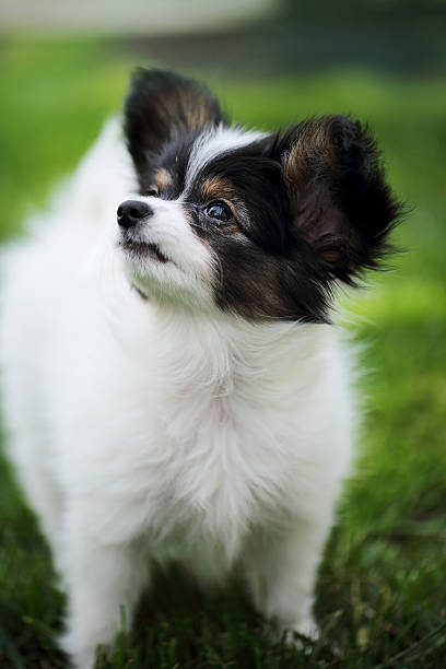 istock Puppy Papillon, close-up 596773240