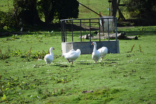 Image of three white geese in a green field with an animal feeder in the background
