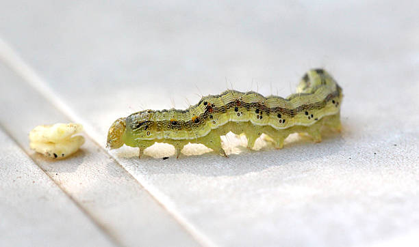 istock yellow green caterpillar on a white background 596774340