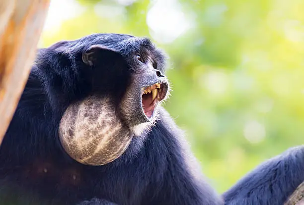 Portrait of a howling siamang gibbon monkey (Symphalangus syndactylus)