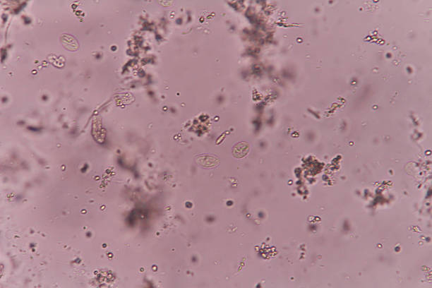 parasite Giardia lamblia cyst under light microscopy giardia lamblia stock pictures, royalty-free photos & images