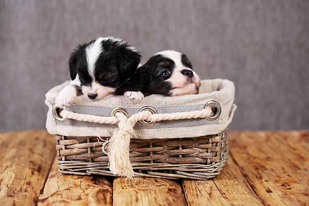 istock puppies in a wicker basket 596774892