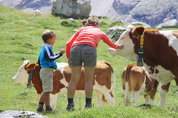 mamma e figlio accarezzano una mucca durante le vacanze estive in montagna - domestic cattle calf mother field foto e immagini stock