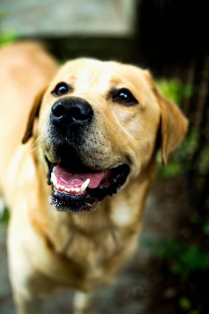 istock Portrait of Labrador retriever 596775954