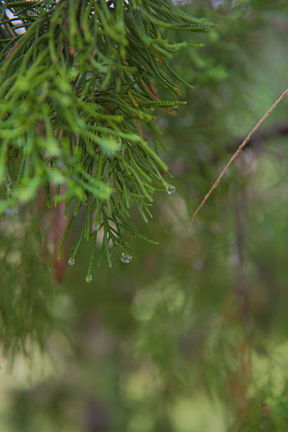 istock drop of water at leaf The pine , background 596776202