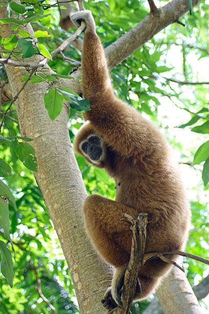 istock Gibbon sitting on a branch 596776472