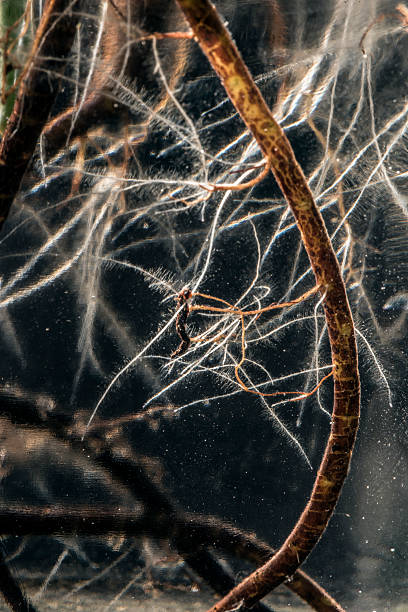 istock aquatic plant roots in a glass bottle 596776482