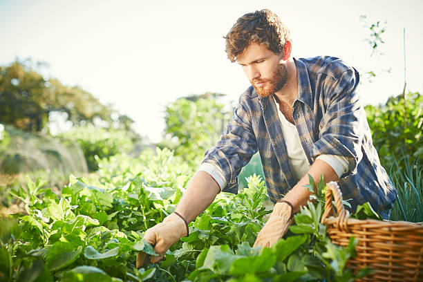 istock Young man examining plants at organic farm 596776600