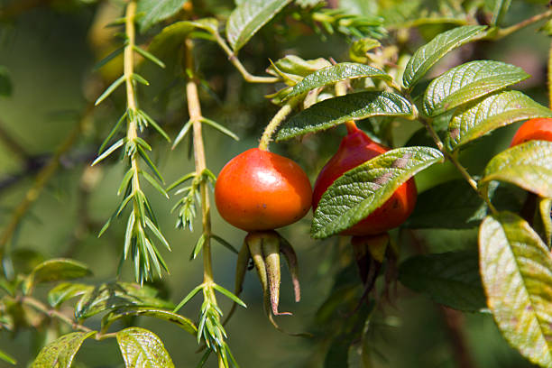 istock Berries of a wild dogrose 596776794