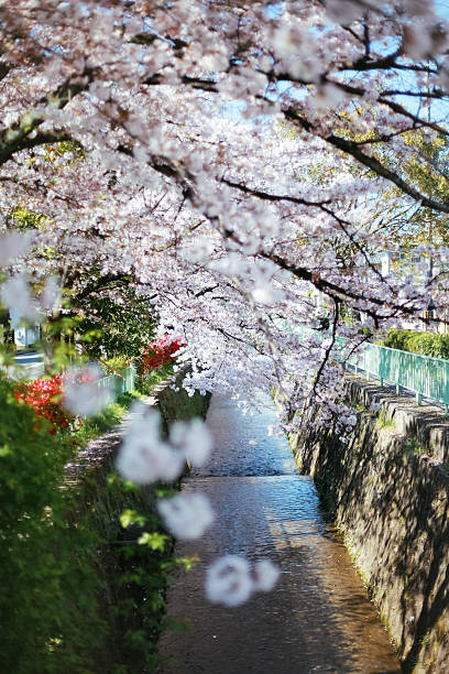 istock Cherry Blossom in Kyoto 596776854