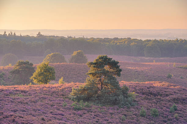 istock Blossoming Heather plants in a nature reserve during sunrise 596777770