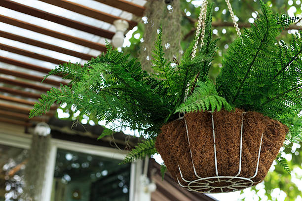 istock Green fern hang on cage 596778268