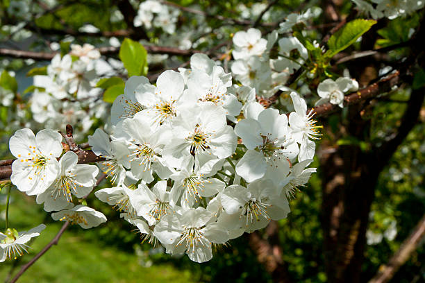 istock Cherry flowers in the garden 596780452