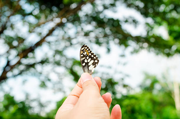 istock Close up part of butterfly wing on nature background 596780554