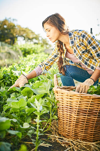 istock Female inspecting plants at organic farm 596780632
